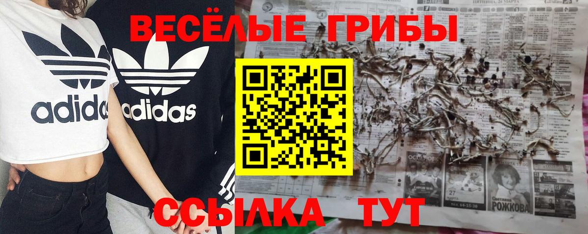 Галлюциногенные грибы Psilocybine cubensis Нижнеудинск