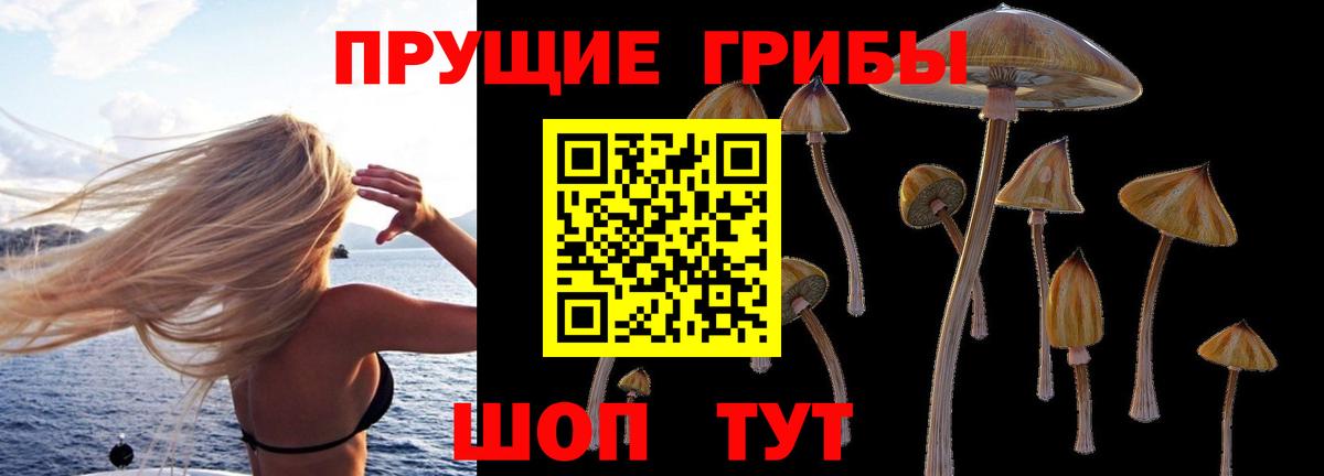 где купить наркотик  Вход с VPN  Нижнеудинск  Псилоцибиновые грибы Psilocybine cubensis 